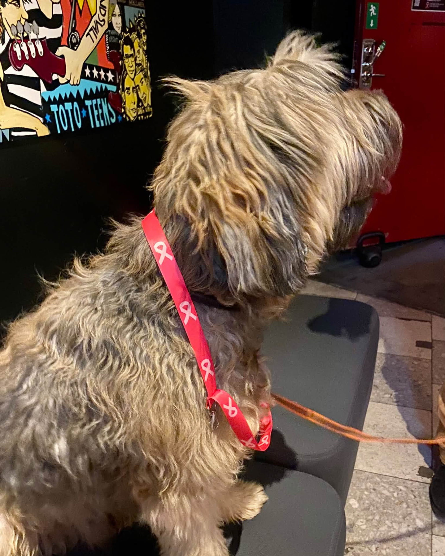 Hund som sitter på en bänk med ett rosa bandet-nyckelband runt halsen
